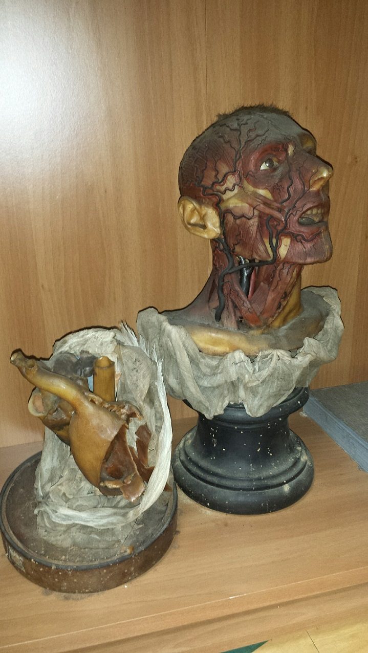 Antonio Cardarelli's Hospital anatomical preparations 17.jpg